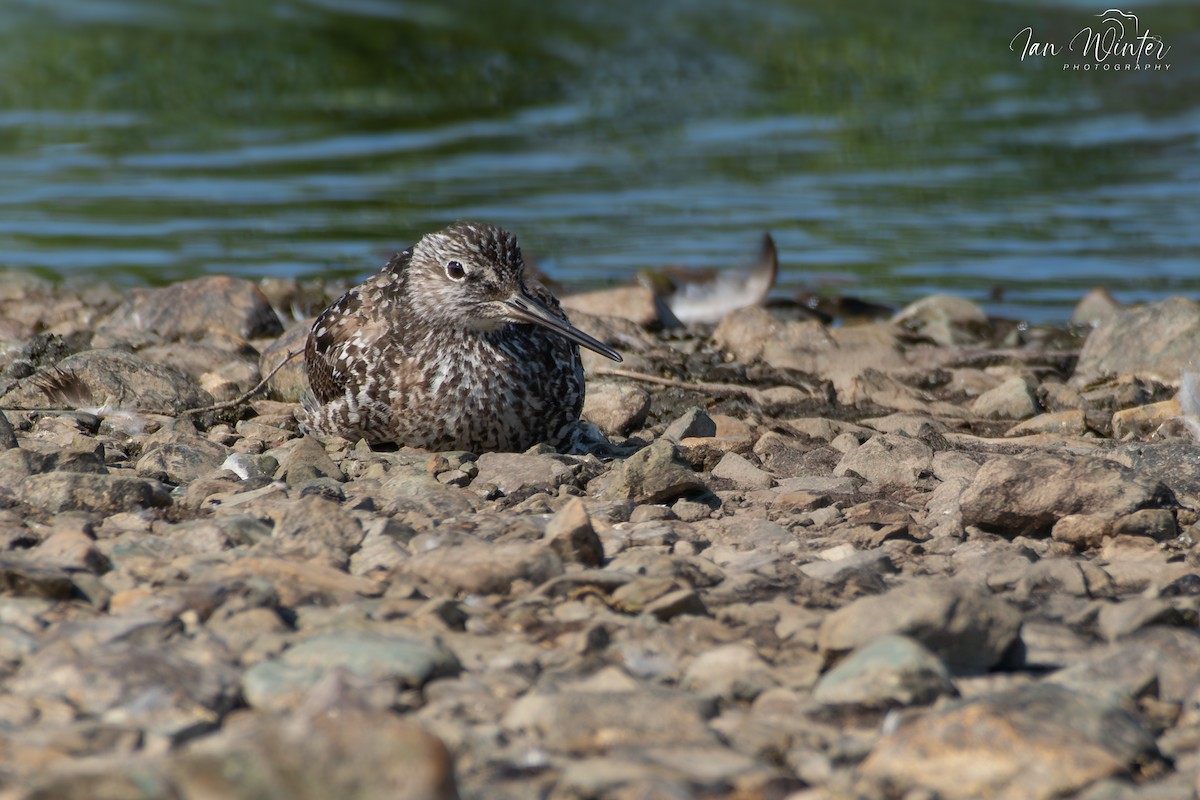 Greater Yellowlegs - ML620893877