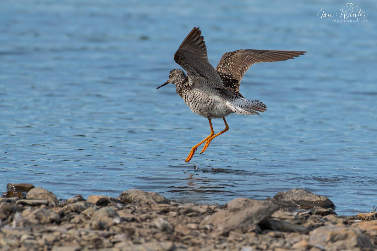 Greater Yellowlegs - ML620893879