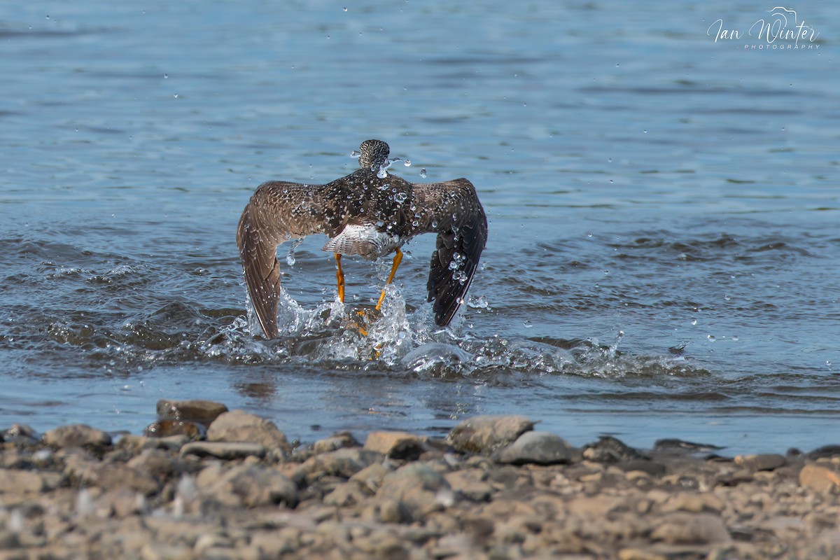 Greater Yellowlegs - ML620893880