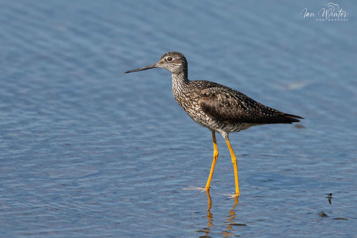 Greater Yellowlegs - ML620893881