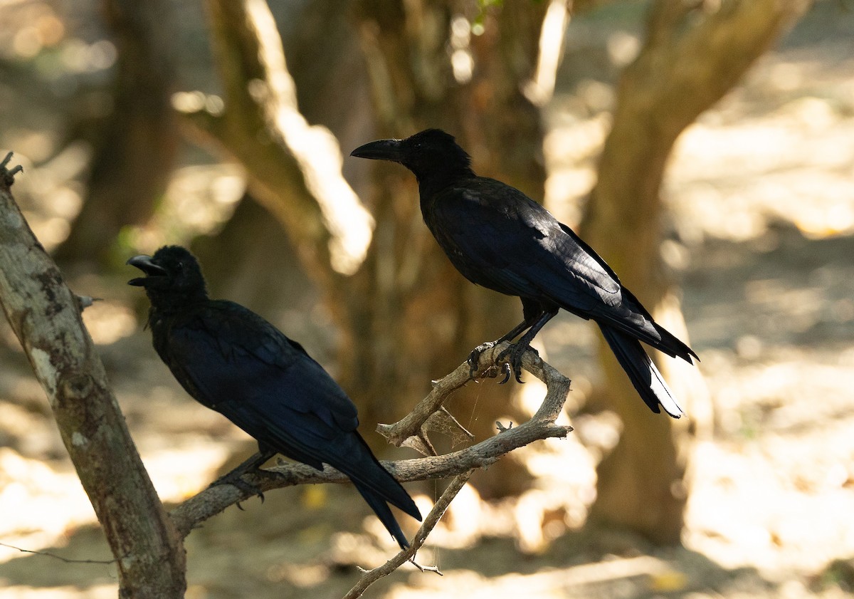 Large-billed Crow - ML620893884