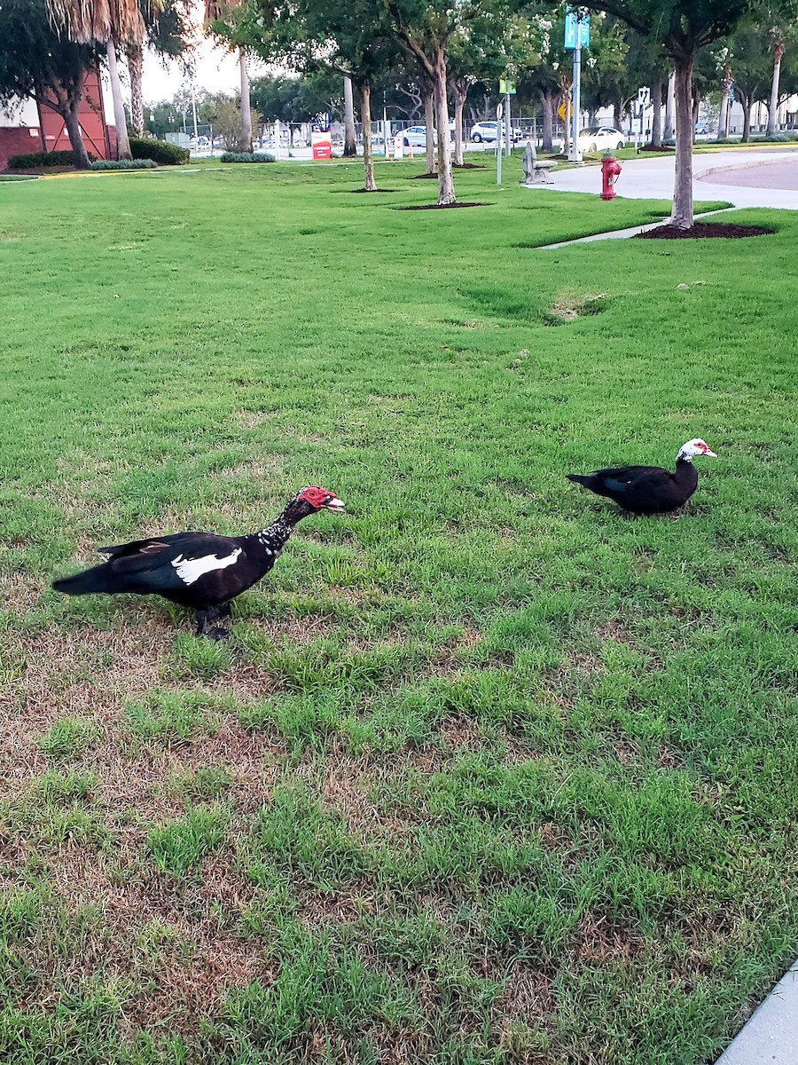 Muscovy Duck (Domestic type) - ML620893887