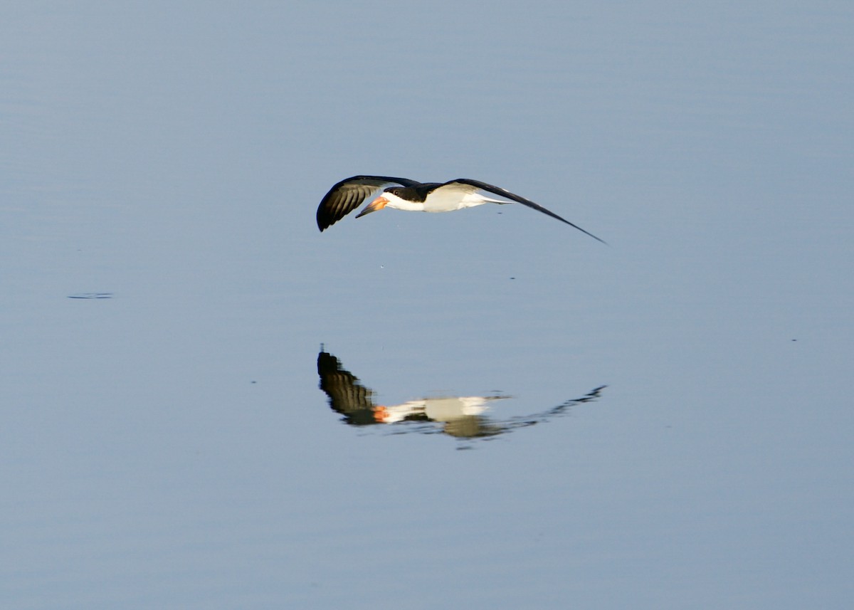 Black Skimmer - ML620893889