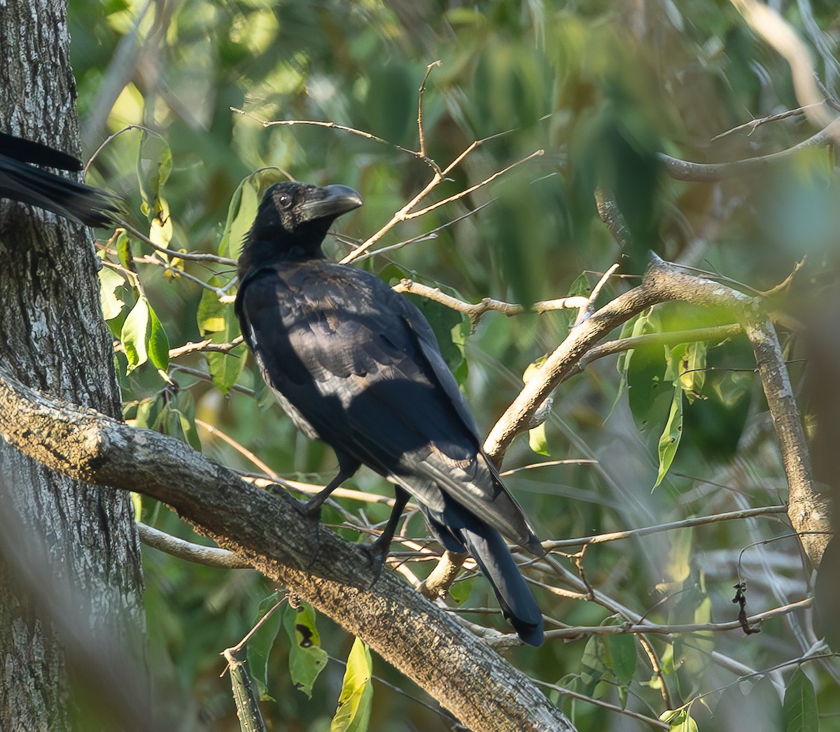 Flores Crow - ML620893892