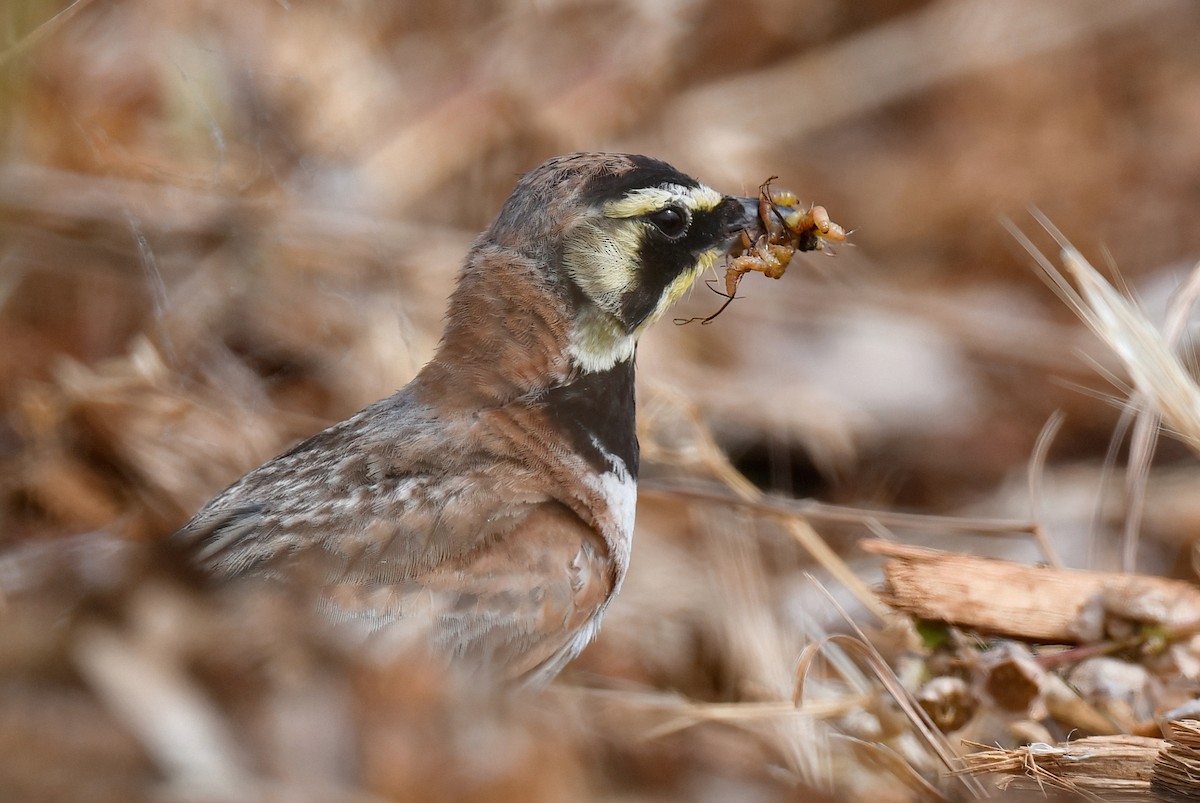 Horned Lark - ML620893894