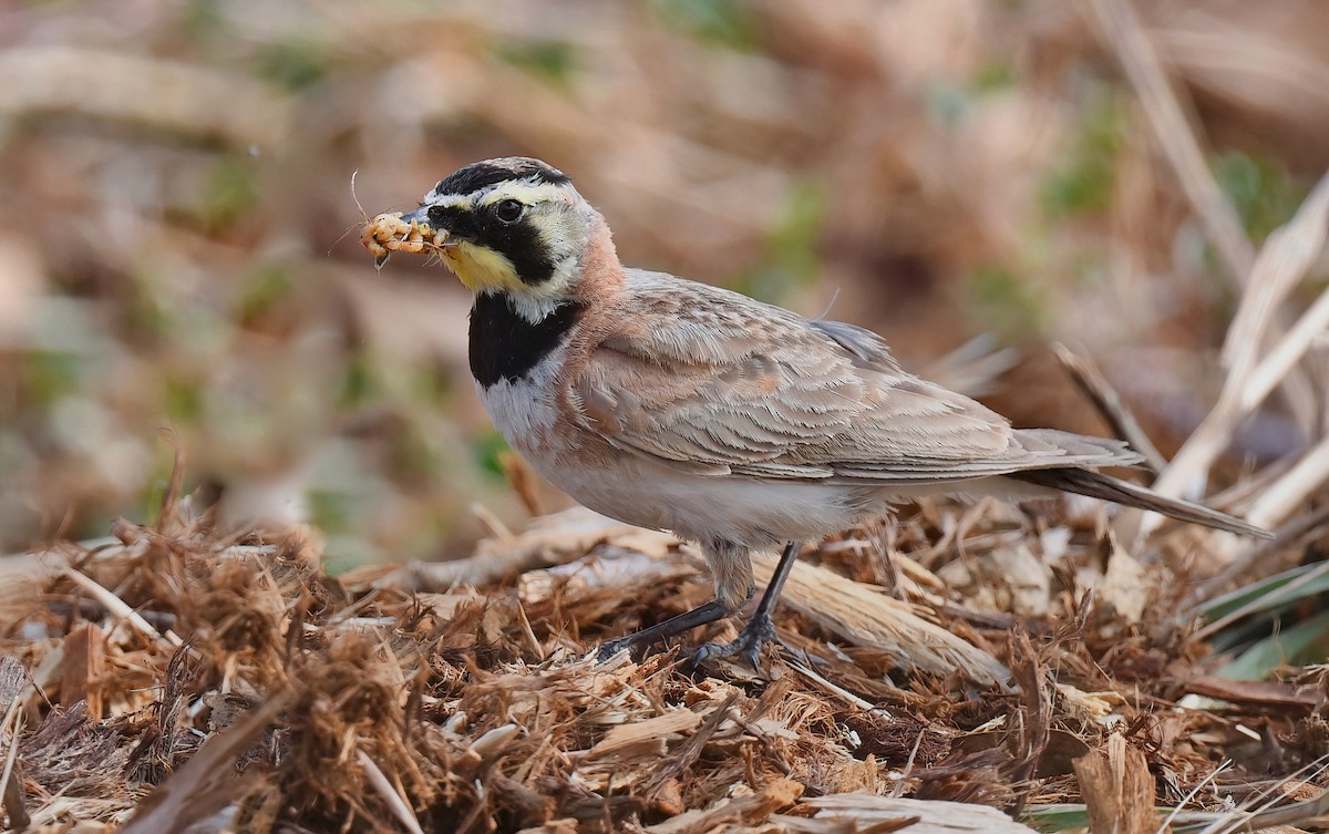 Horned Lark - ML620893895