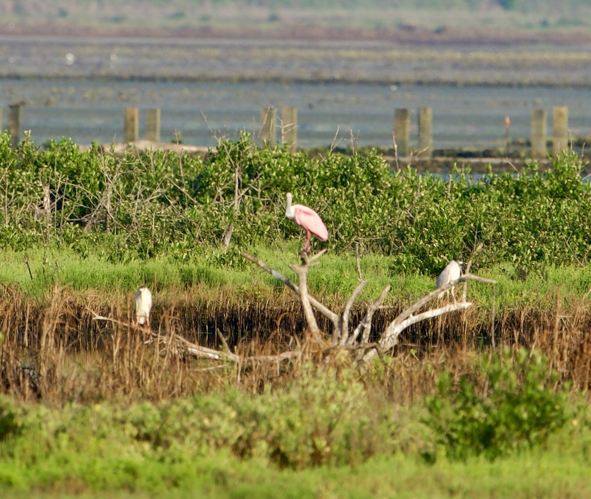 Roseate Spoonbill - ML620893900