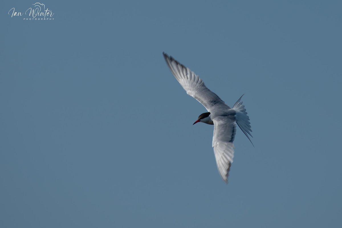 Common Tern - ML620893903
