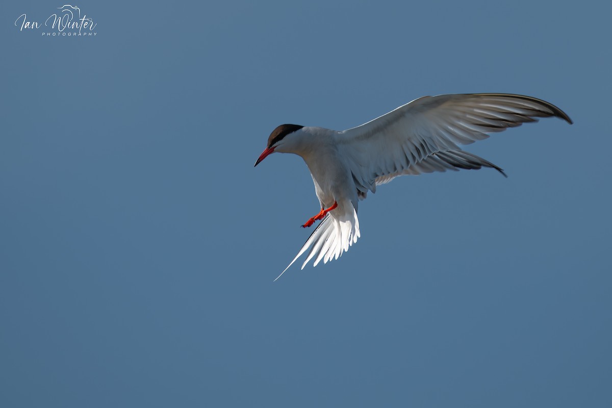 Common Tern - ML620893904