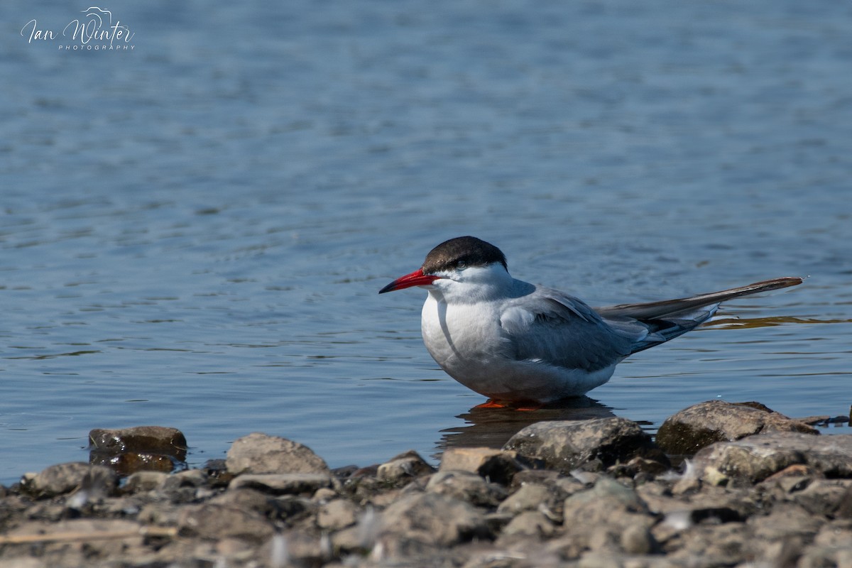 Common Tern - ML620893906