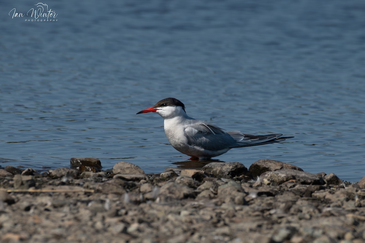 Common Tern - Ian Winter