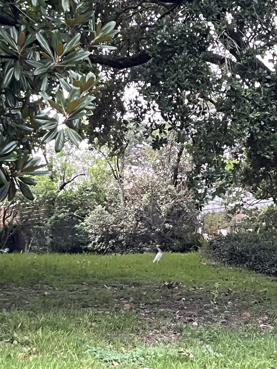 Western Cattle Egret - ML620893918