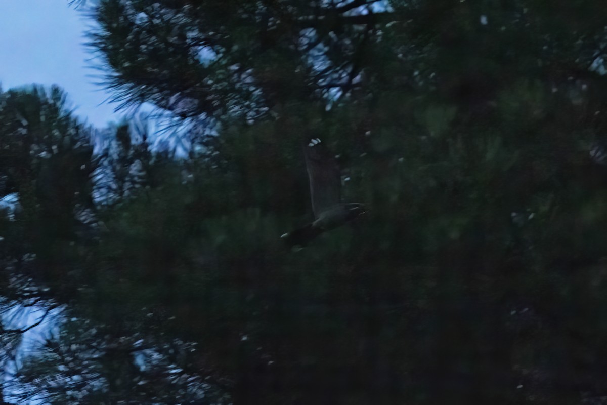 Eurasian Nightjar - ML620893922