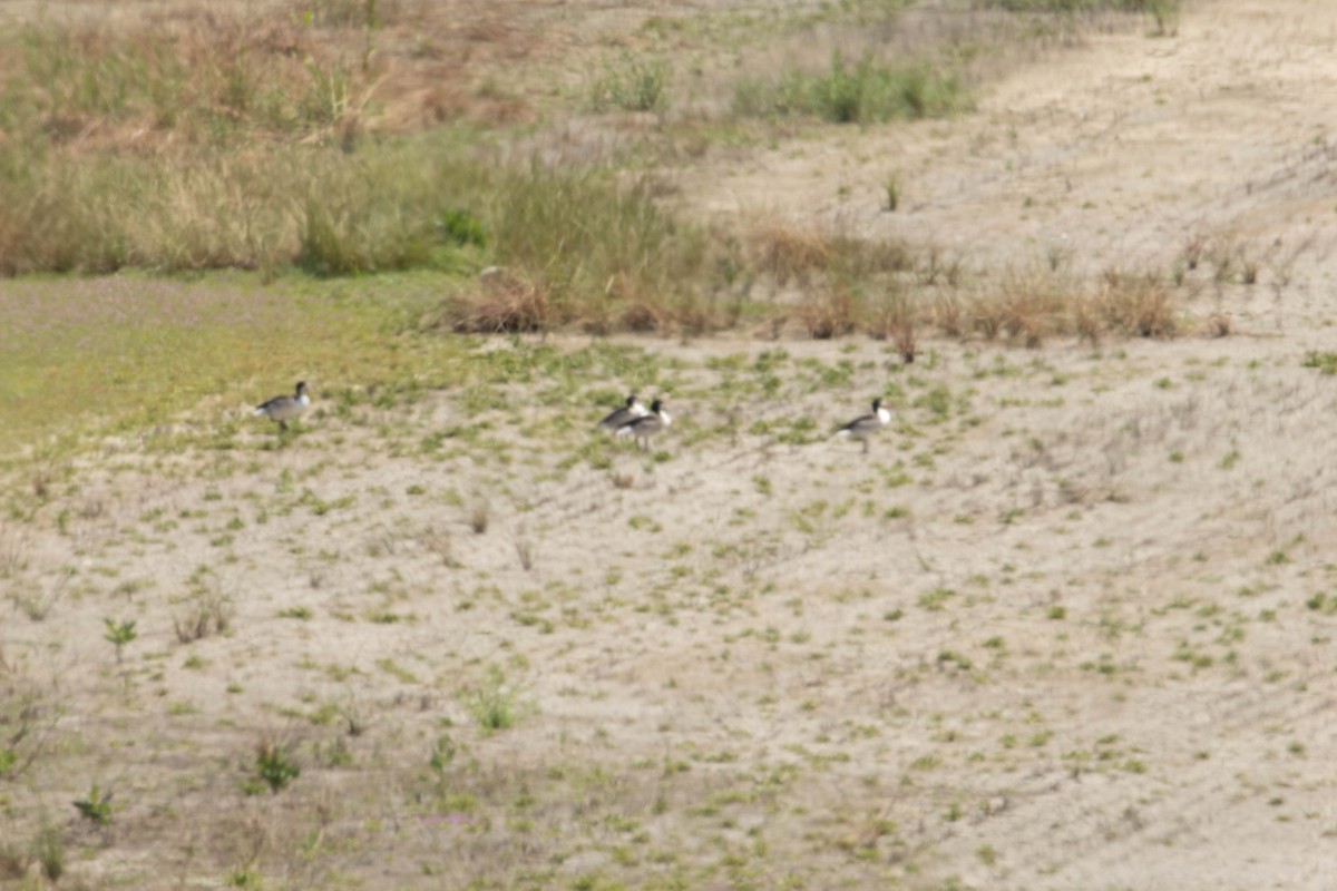 Common Shelduck - ML620893948