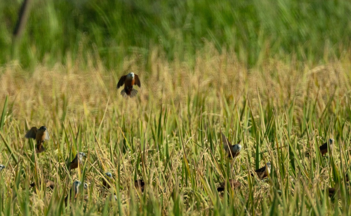 Pale-headed Munia - ML620893957