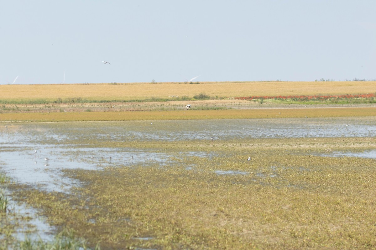 Black-winged Stilt - ML620893958