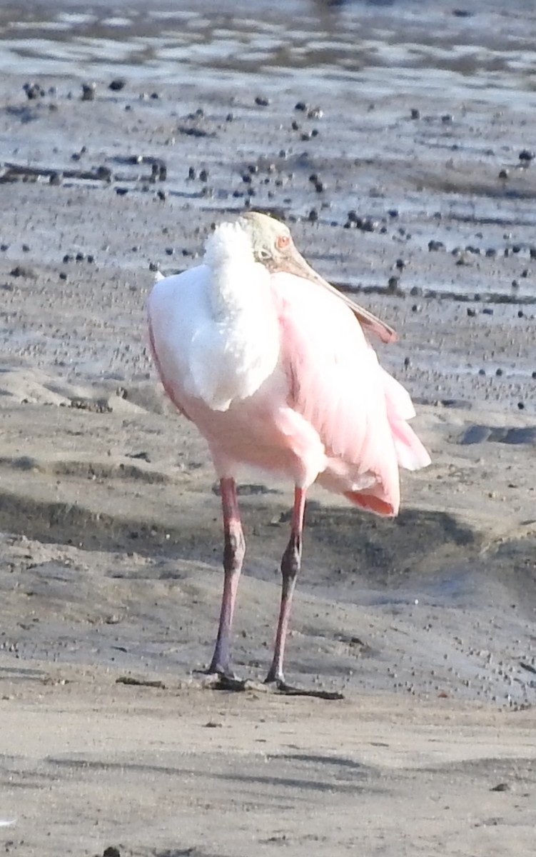 Roseate Spoonbill - ML620893969