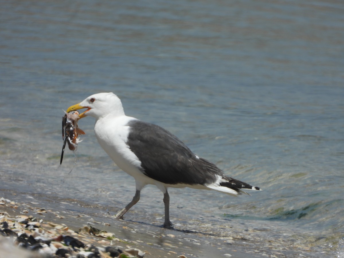 Great Black-backed Gull - ML620893976