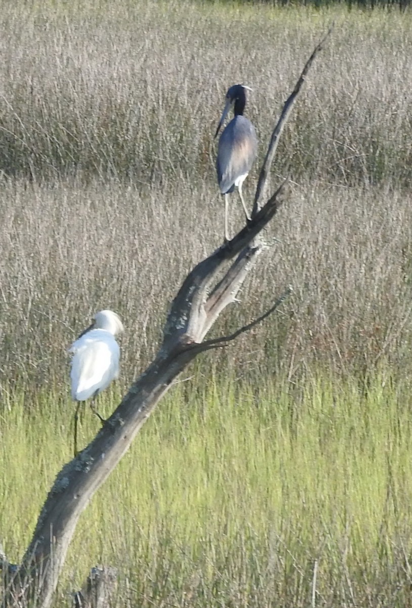 Snowy Egret - ML620893984