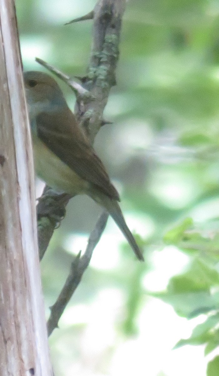 Warbling Vireo - ML620893992