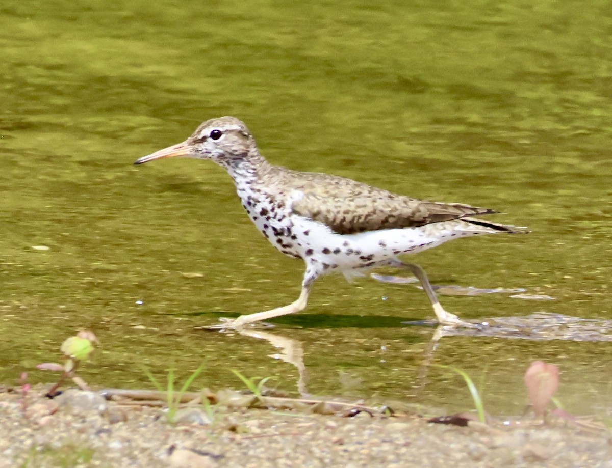 Spotted Sandpiper - ML620894000