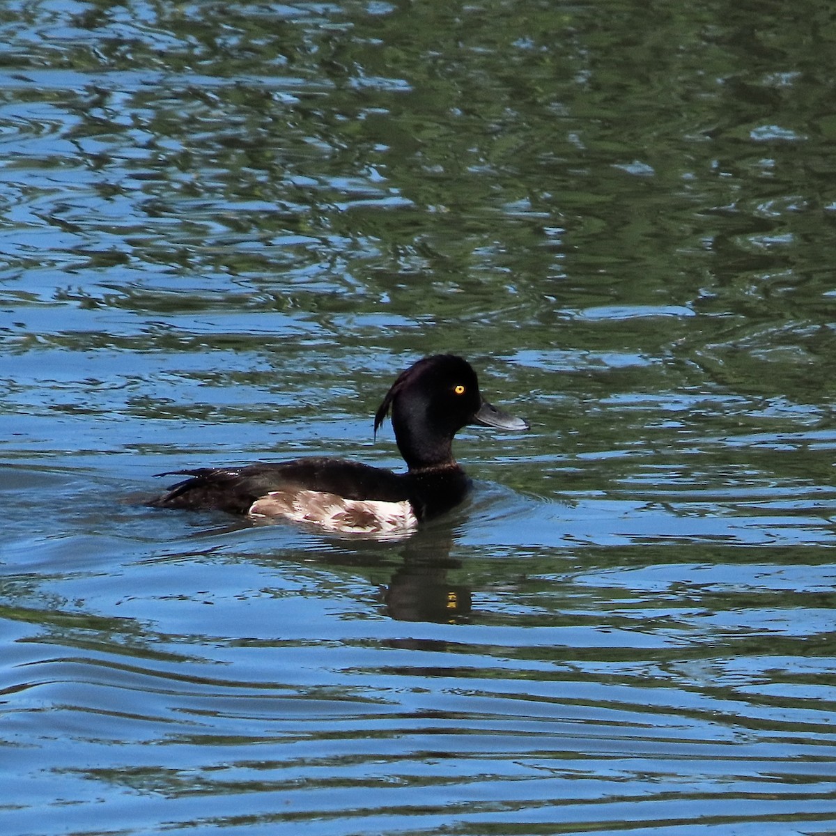 Tufted Duck - ML620894002