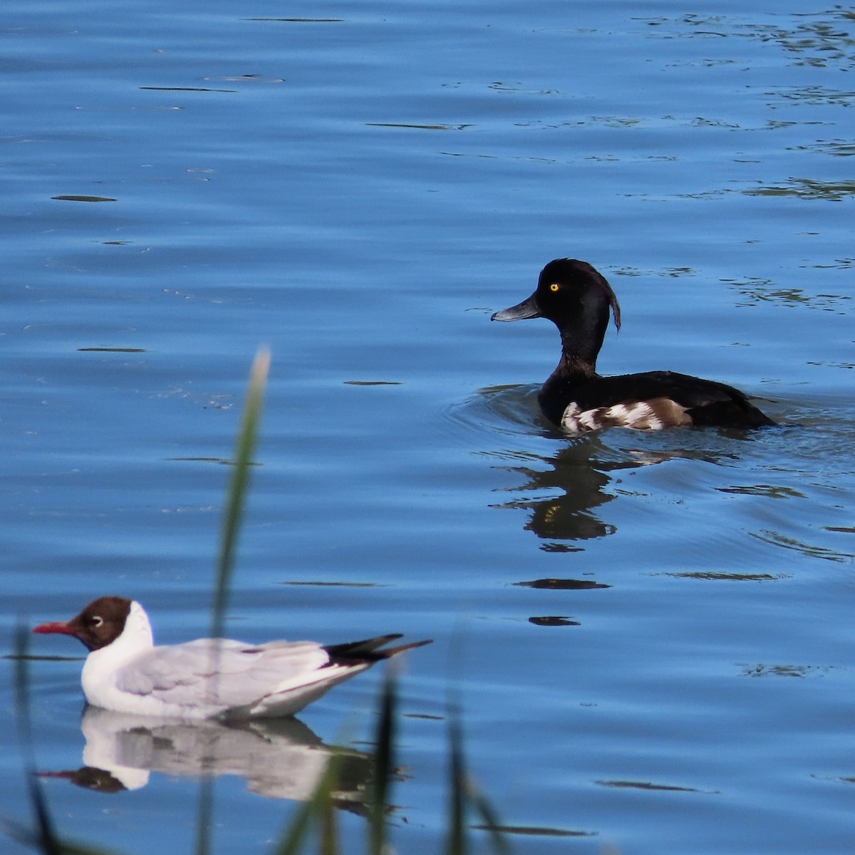 Tufted Duck - ML620894003