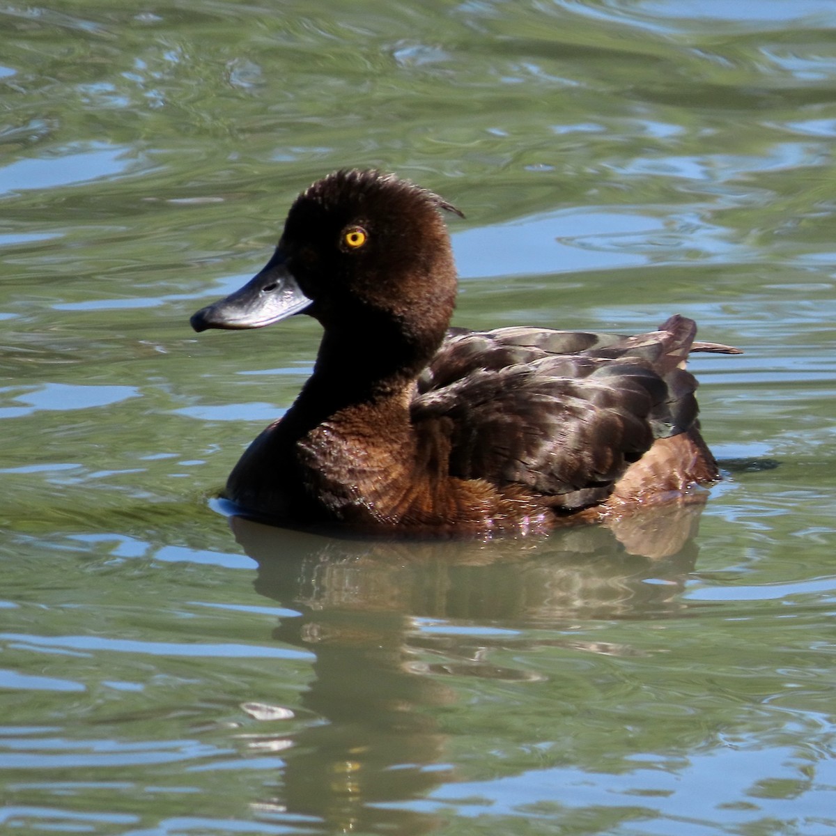 Tufted Duck - ML620894006