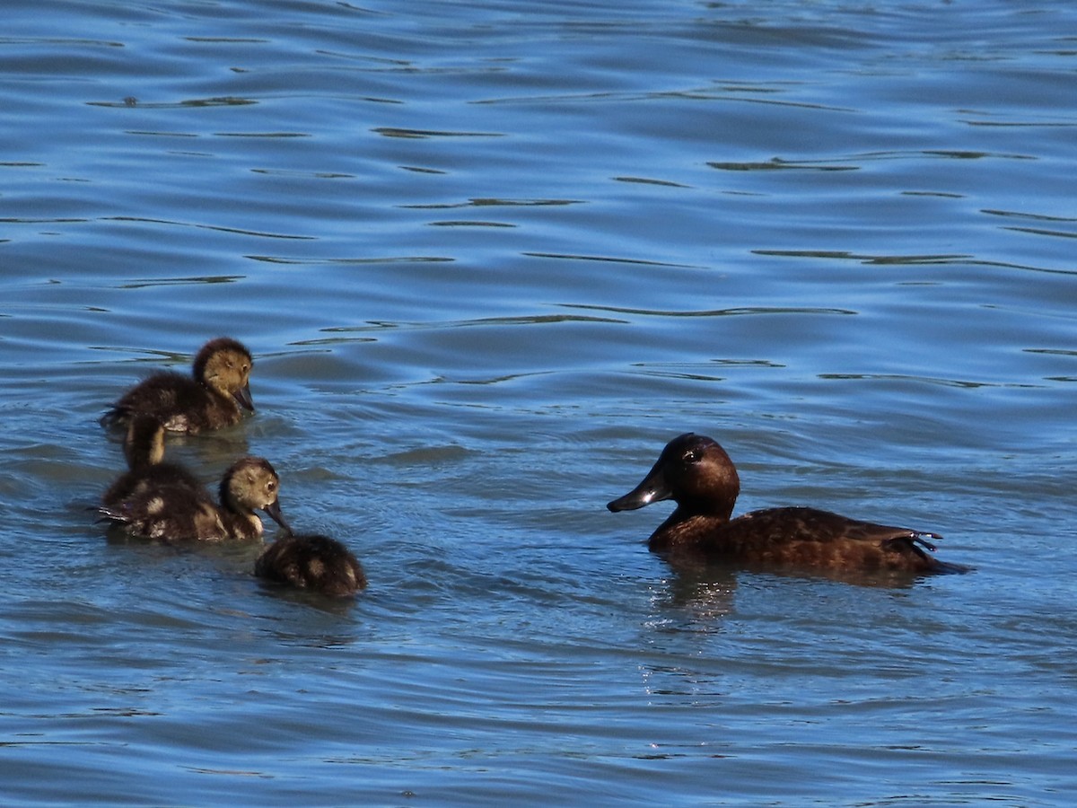 Tufted Duck - Erkki Lehtovirta