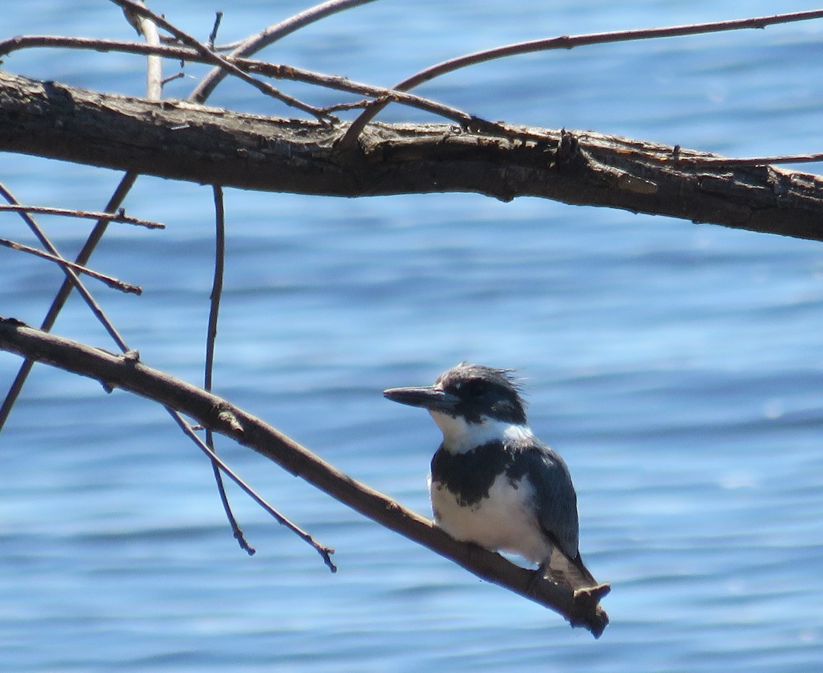 Belted Kingfisher - ML620894015