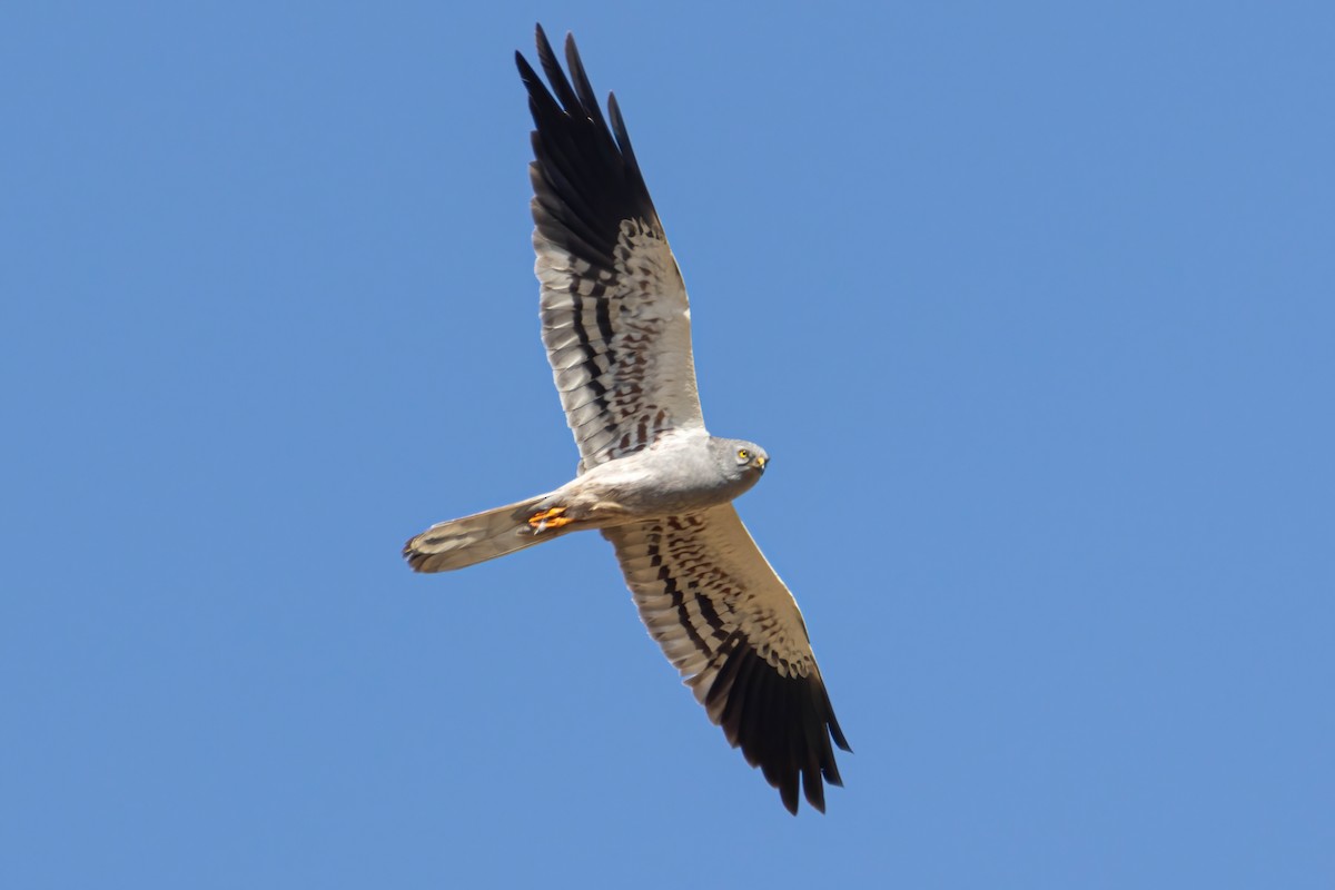 Montagu's Harrier - ML620894017