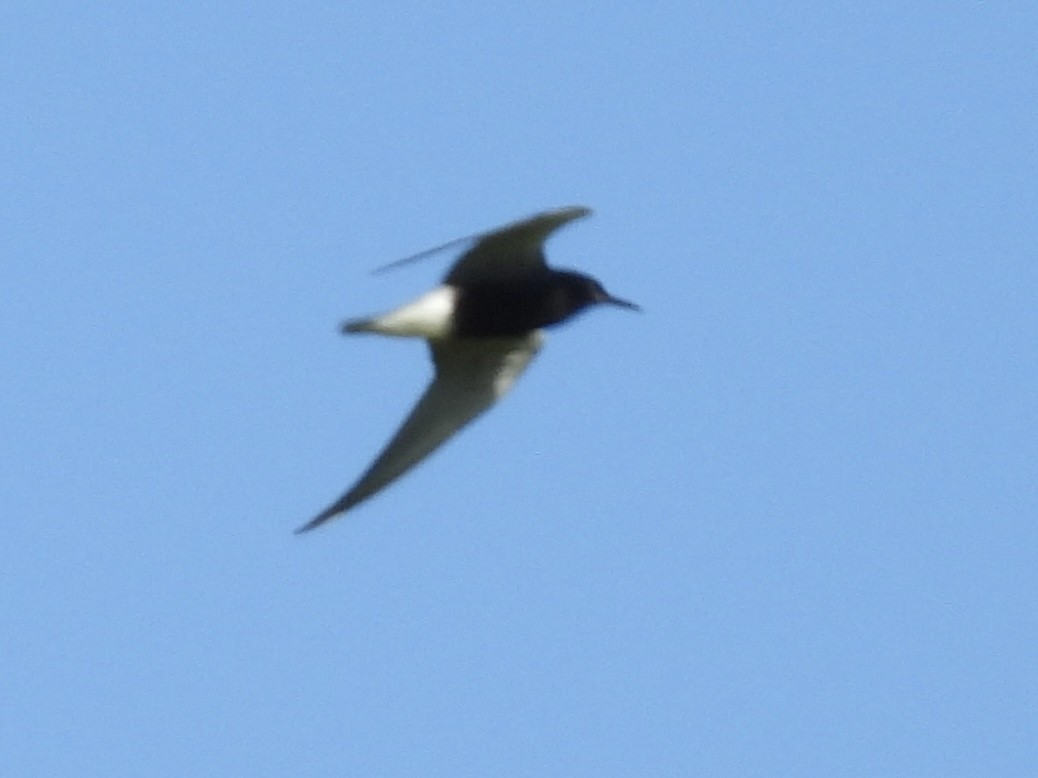 Black Tern - ML620894044