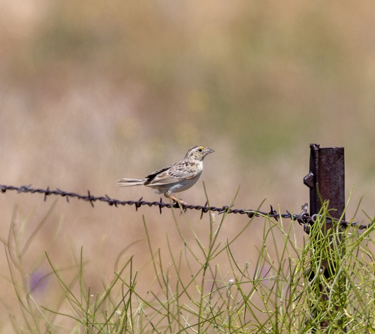 Grasshopper Sparrow - ML620894045