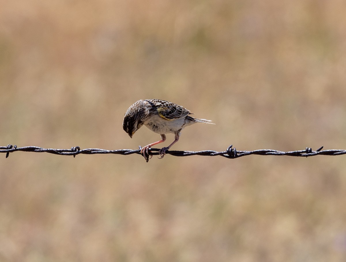 Grasshopper Sparrow - Greg Harrington