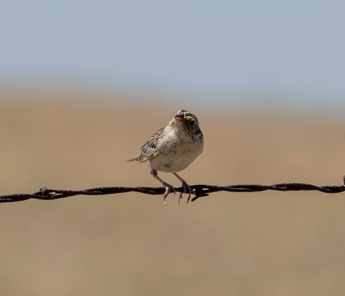 Grasshopper Sparrow - ML620894064