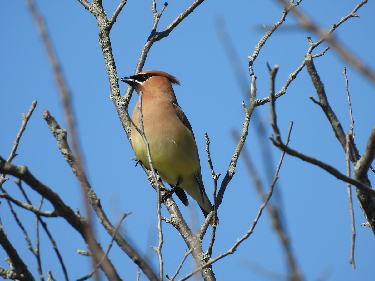 Cedar Waxwing - ML620894071