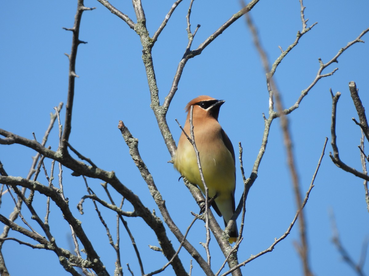 Cedar Waxwing - ML620894073