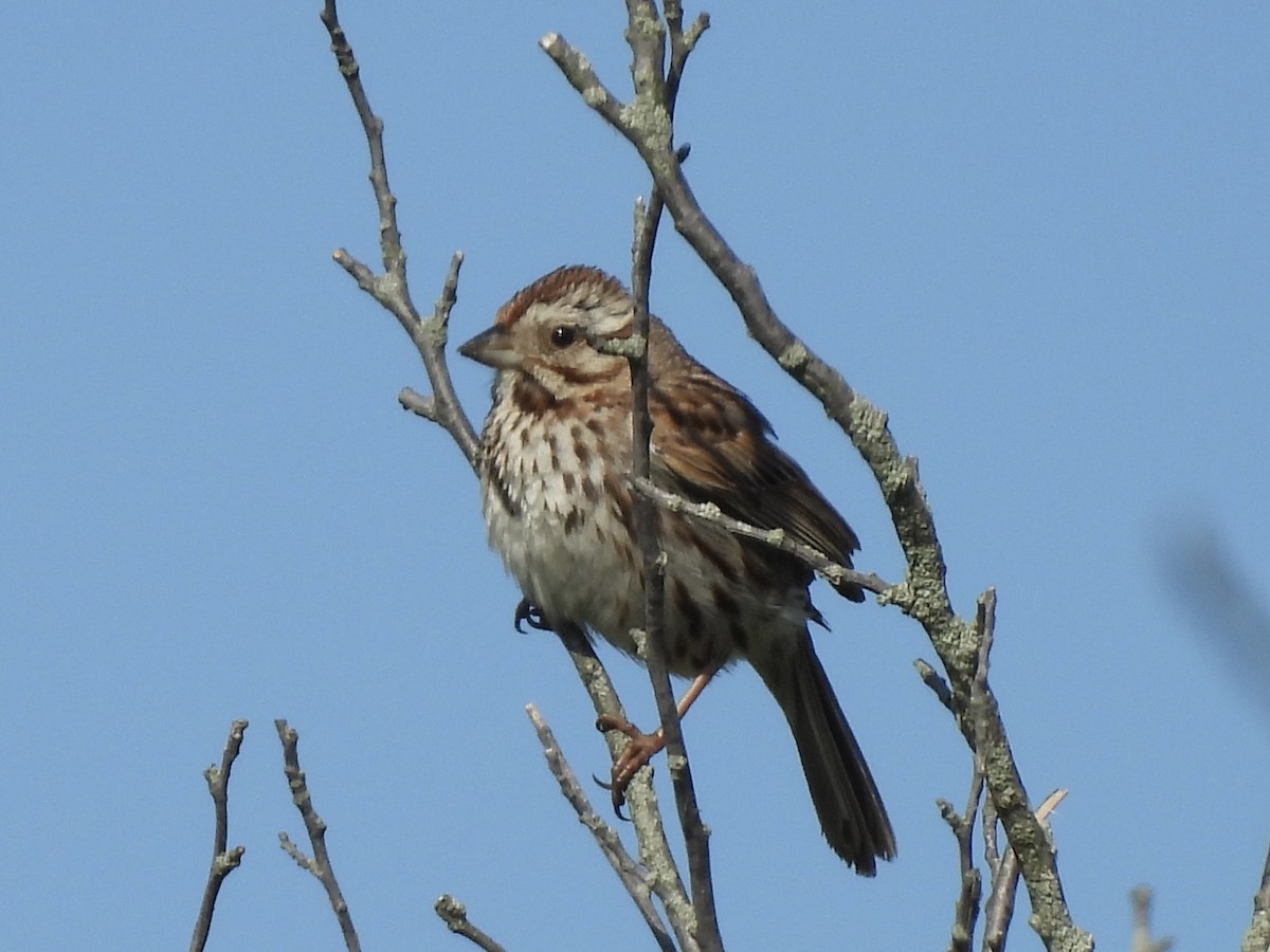 Song Sparrow - Jenny Flexman