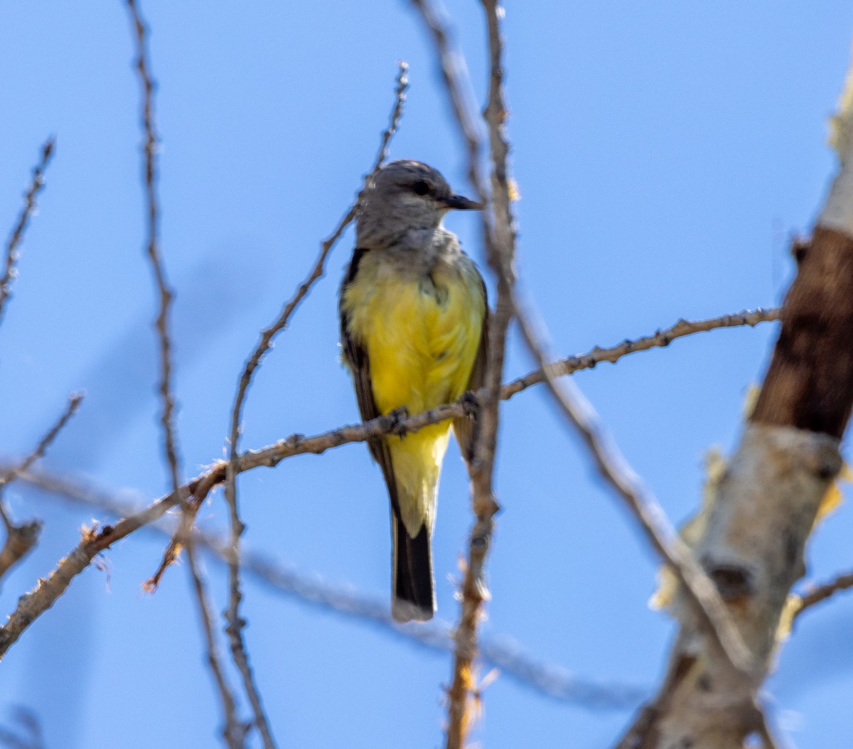 Western Kingbird - Greg Harrington