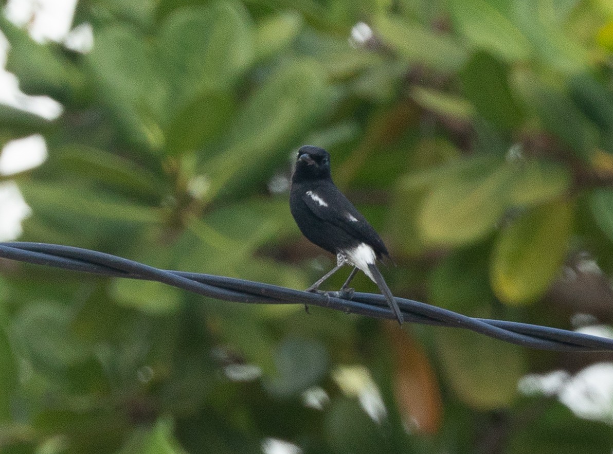 Pied Bushchat - ML620894089