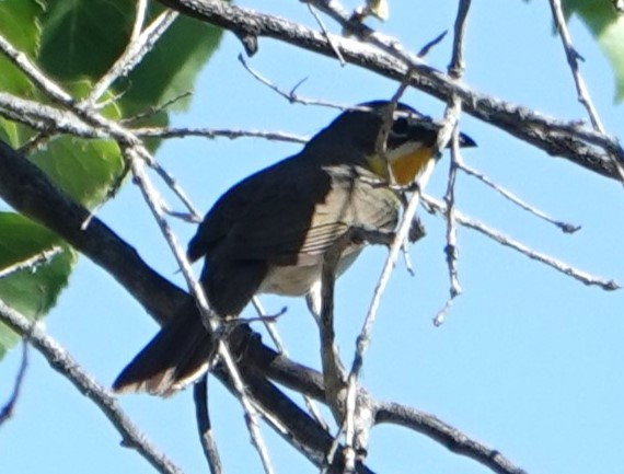 Yellow-breasted Chat - ML620894091