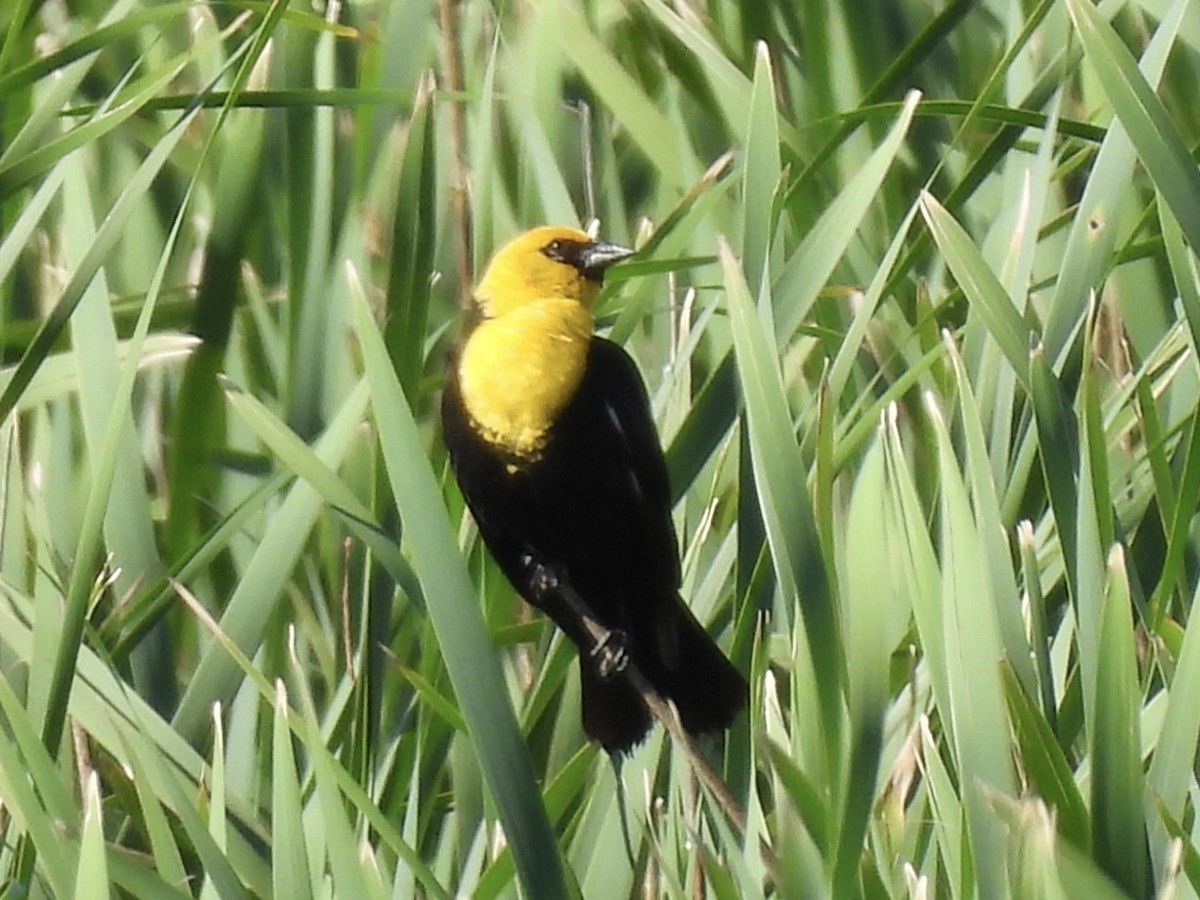 Yellow-headed Blackbird - ML620894092
