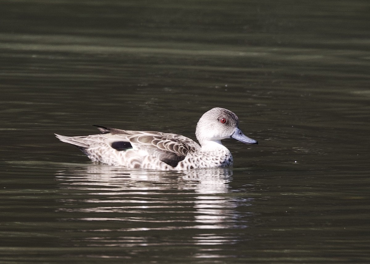 Pacific Black Duck - ML620894100