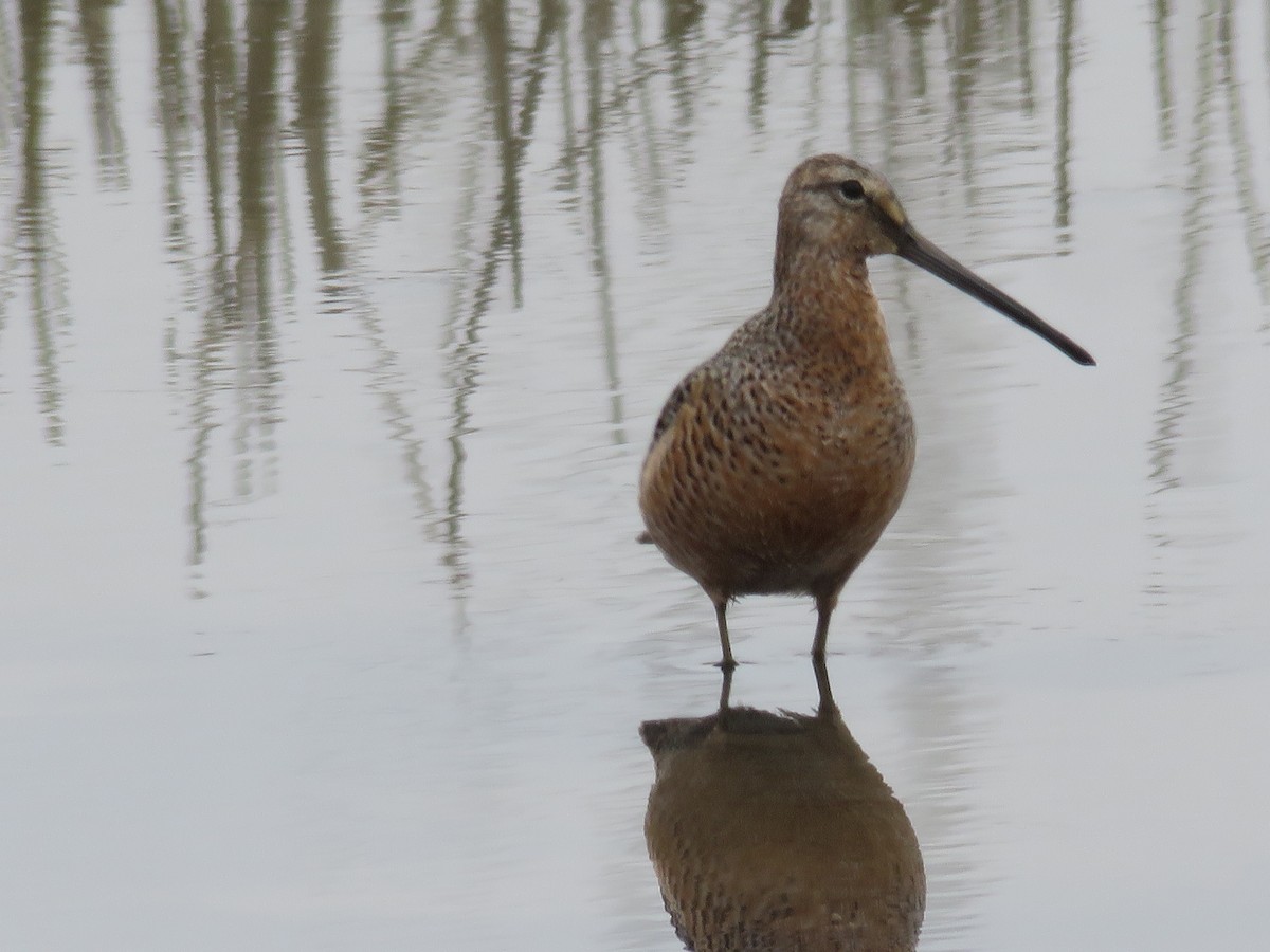 Long-billed Dowitcher - ML620894101