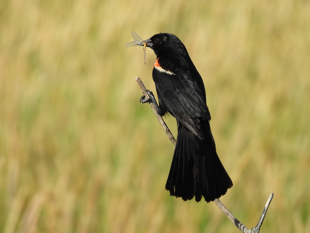 Red-winged Blackbird - ML620894102
