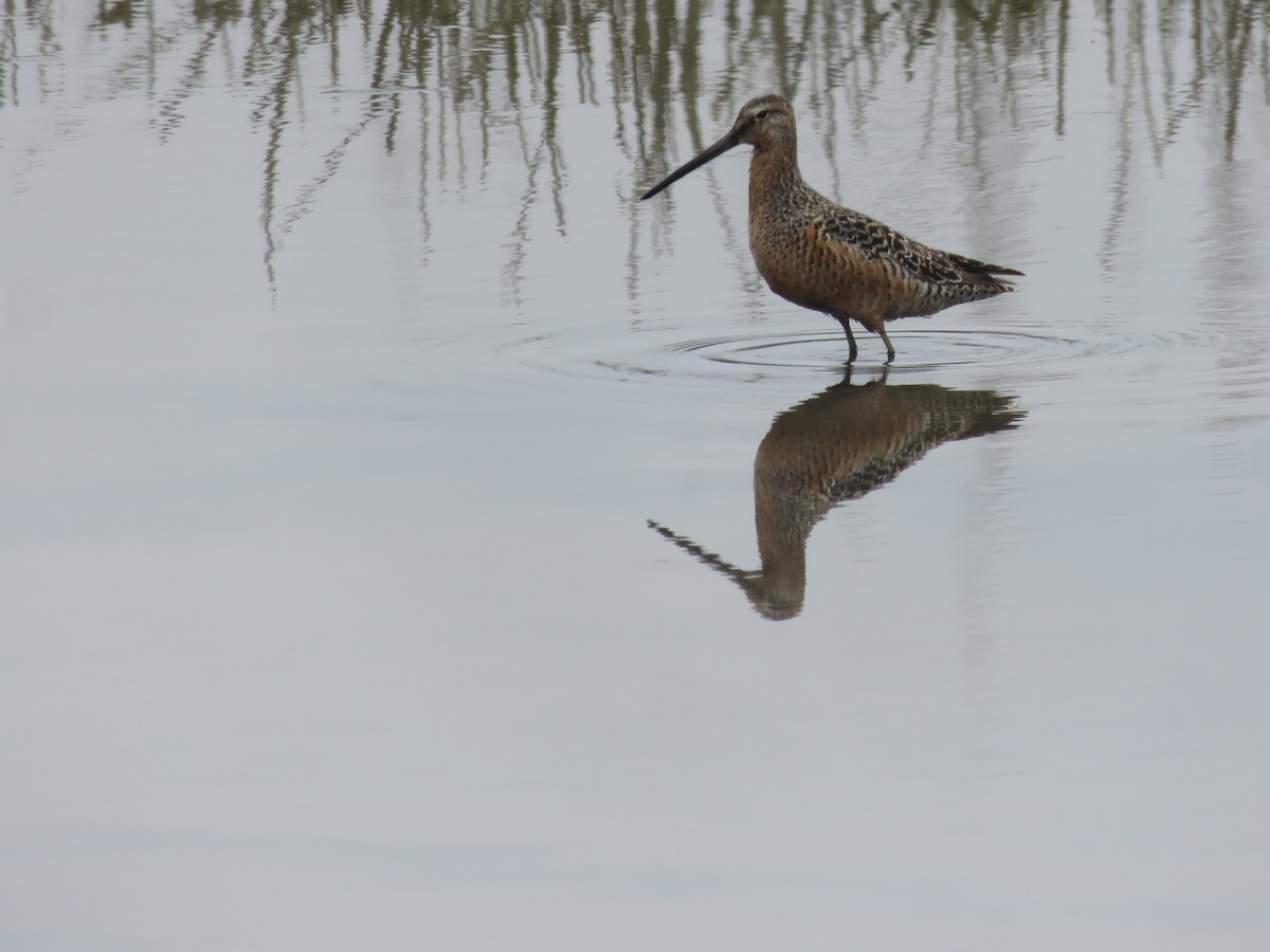 Long-billed Dowitcher - ML620894103