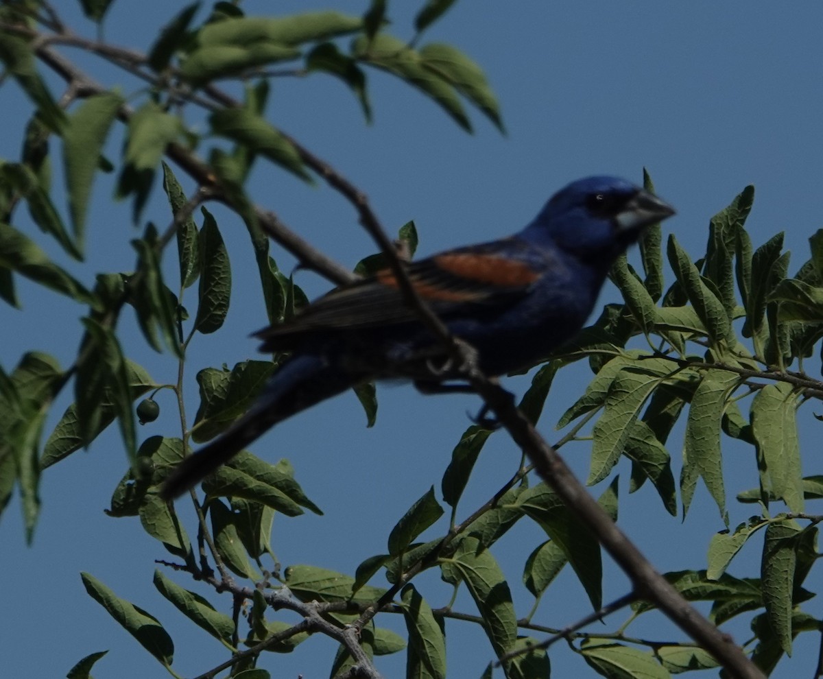 Blue Grosbeak - ML620894105