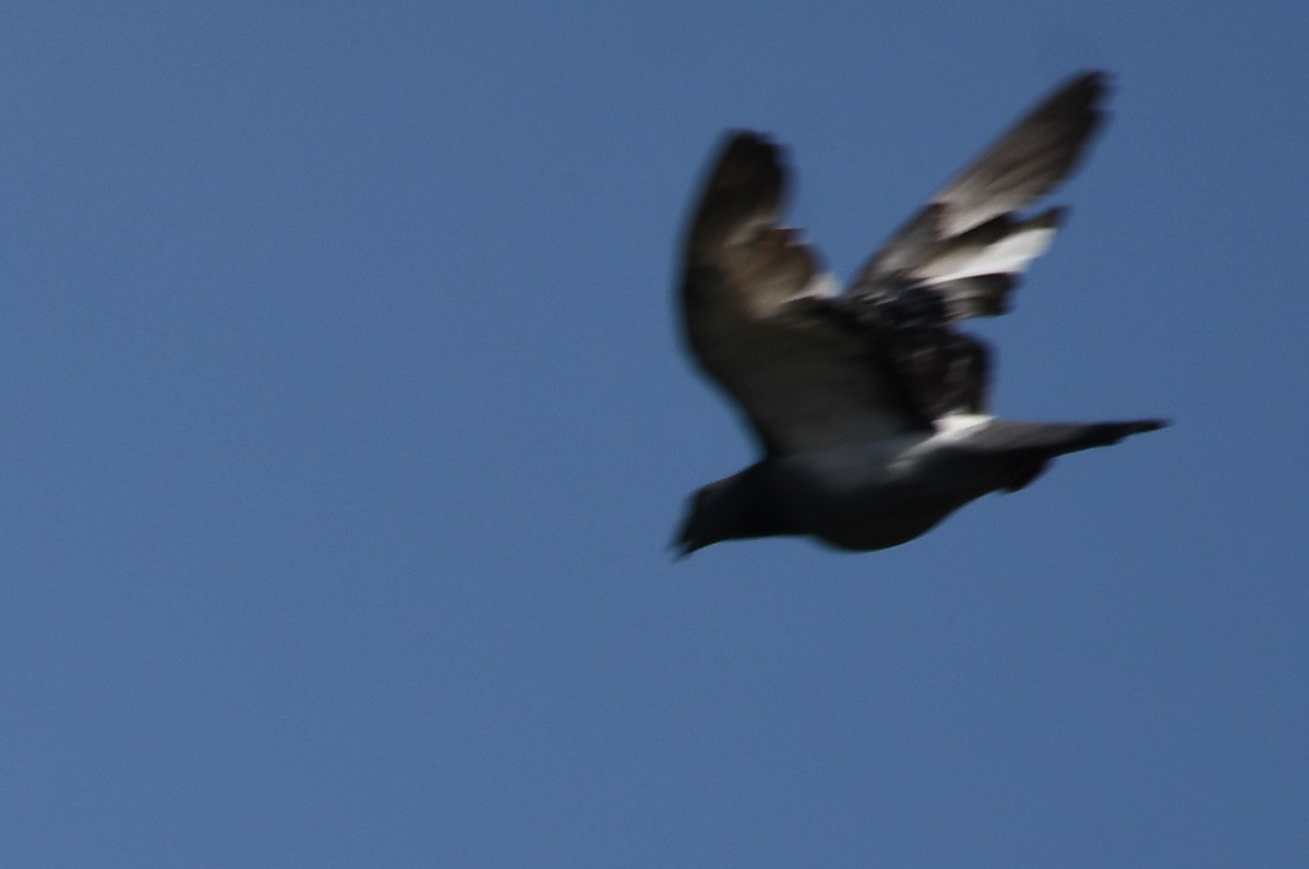 Rock Pigeon (Feral Pigeon) - ML620894109