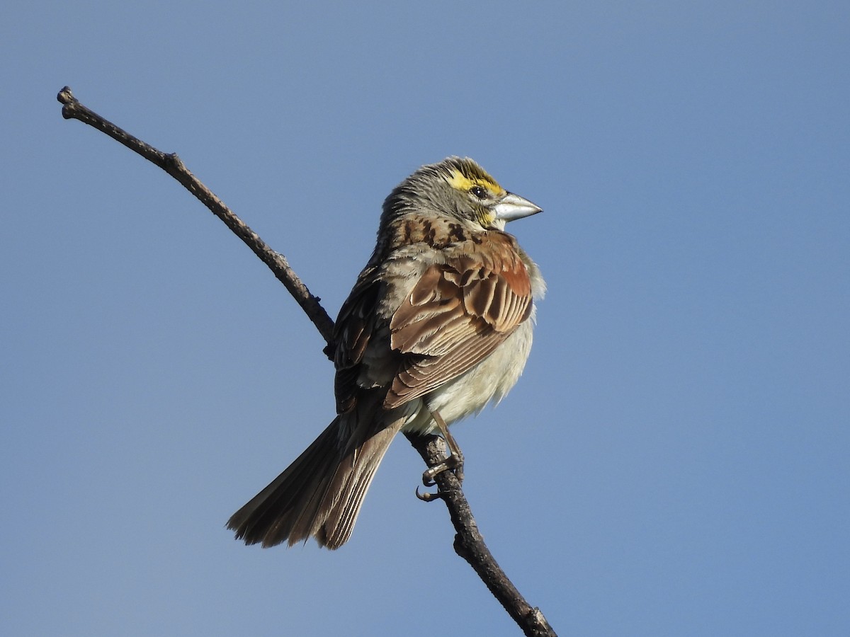 Dickcissel - ML620894110