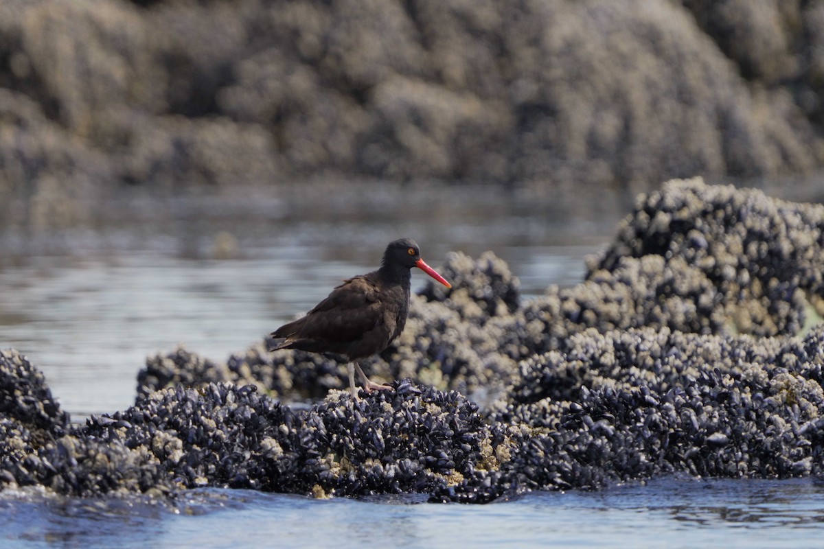 Black Oystercatcher - ML620894115